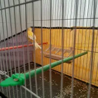 دو عدد قناری فروشی|پرنده|تربت‌حیدریه, ابوذر|دیوار