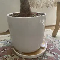 گلدان  بزرگ