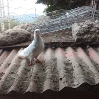 دوتا کبوتر ماده معاوضه با طوقی ماده