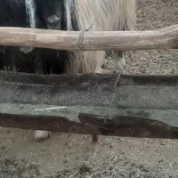 کره گیسه میش وبزجوان|حیوانات مزرعه|مرودشت, ده بید|دیوار