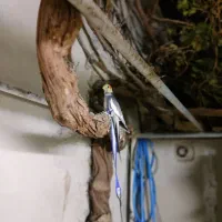عروس هلندی سخنگو|پرنده|اصفهان, ارداجی|دیوار