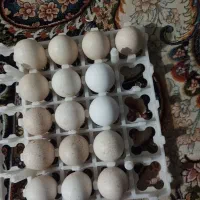 تخم بوقلمون