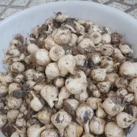 موسیر