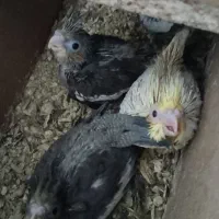 عروس هلندی|پرنده|میان جلگه, |دیوار