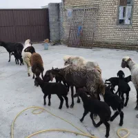 گوسفند - بره|حیوانات مزرعه|گمیشان, |دیوار