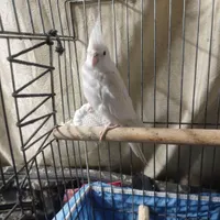 مرغ عروس نر