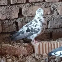 همشون فروشی هستن