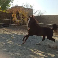 اسب سواری کامل