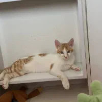 واگذاری بچه گربه نر