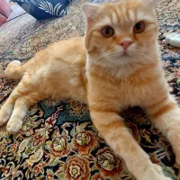 گربه اسکاتیش فولد