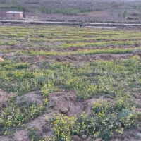زمین کشاورزی چسبیده به نهر  دیمی ۳ طناب محلی|فروش دفتر صنعتی، کشاورزی، تجاری|نوشین شهر, |دیوار