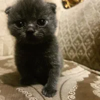 بچه گربه اسکاتلیش