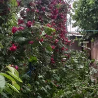 به یک صافکار pdr کار درصدی نیازمندیم