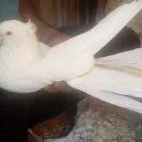 کفتر یا کبوتر|پرنده|ساوه, |دیوار