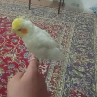 عروس هلندی|پرنده|اسفراین, |دیوار