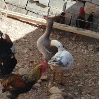 غاز دونه ی تمن ادرسم پرکدونه خاستیت بگید|حیوانات مزرعه|یاسوج, |دیوار