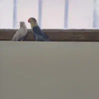 طوطی کوتوله|پرنده|زاهدان, |دیوار