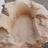 سنگ فسیل باستانی ردپای دایناسور گیاهخوار|حراج|تهران, آذری|دیوار