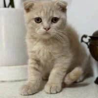 توله اسکاتیش فولد ۲ ماهه|گربه|گناباد, |دیوار