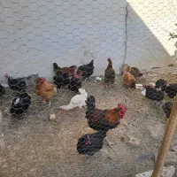 حیوانات مرغ و خروس