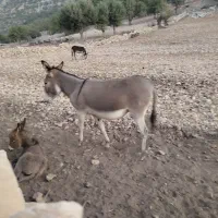 فروش الاغ|حیوانات مزرعه|دهدشت, |دیوار