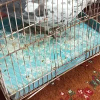 کفتر سینه سفید|پرنده|تیمور آباد, |دیوار