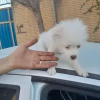 سگ پودل کراس 5 ملیون تومان|سگ|نسیمشهر, |دیوار