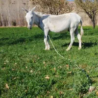 الاغ|حیوانات مزرعه|قوچان, |دیوار