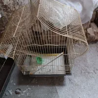 قفس عروس هلندی تکمیل وقفس قناری