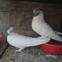کبوتر پرشی