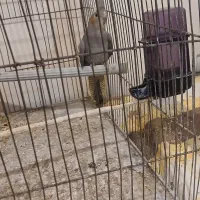 جوجه طوطی هلندی|پرنده|رشت, چمارسرا|دیوار