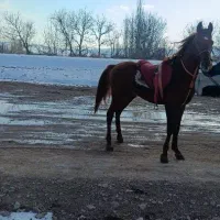 اسب نریان درهشوری