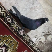 پرنده کبوتر تهرانی|پرنده|زابل, |دیوار