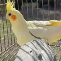 عروس هلندی جفت|پرنده|ضیابر, |دیوار