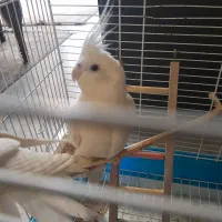 عروس هلندی مولد آلبینو