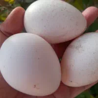 تخم بوقلمون