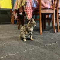 واگذراری گربه حمایتی|گربه|قم, زنبیل آباد|دیوار