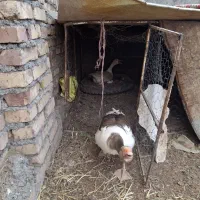 غاز|حیوانات مزرعه|تربت جام, میان جام|دیوار