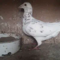 هفت رنگ نر به شرط