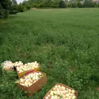 فروش-زمین-باغی-کوهمره-سرخی