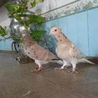 کفتر هفترنگ دم‌سفید کاشمر