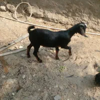 ۲ عدد کهر نر چاق سالم سرحال دوقلو هستن|حیوانات مزرعه|تخت, |دیوار