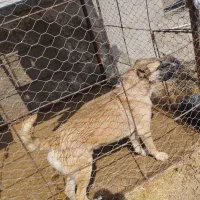 سگ افغان قیمت مناسب، دیوانه|سگ|میلاجرد, |دیوار