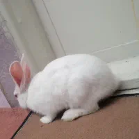 خرگوش|موش و خرگوش|قدس, شهر‌قدس|دیوار