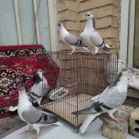 جفت کبوتر شیرازی با جوجه هاشون|پرنده|سوسنگرد, |دیوار