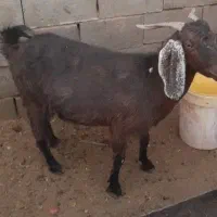 بز پاکستانی|حیوانات مزرعه|شهرضا, |دیوار