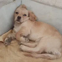 سگ مهربونم و باهوش|سگ|اسلامشهر, شهرک مفیدی|دیوار