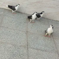 کبوتر جفت