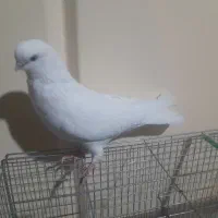 کبوتر ماده چش تابه تا نوک ریز