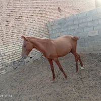اسب|اسب و تجهیزات اسب‌سواری|بختگان, |دیوار
